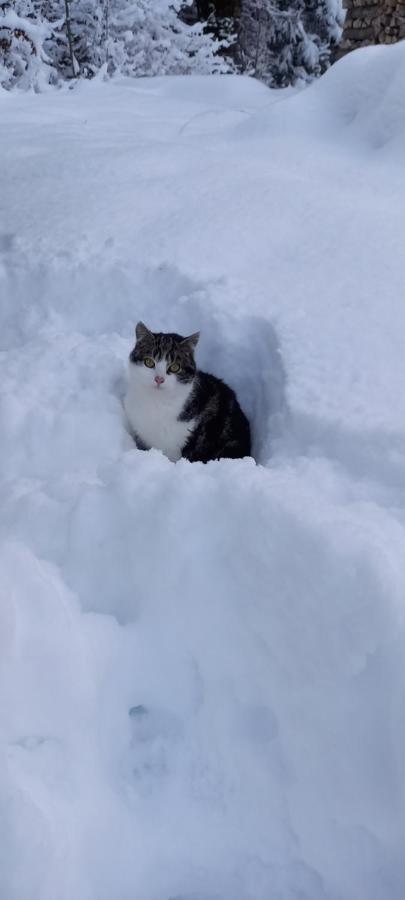 Winteraugut Appartamento Werfen